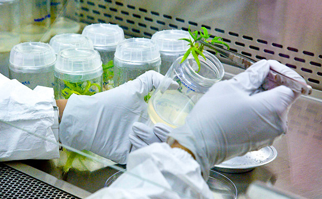 Влияние каннабиноидов на процесс старения