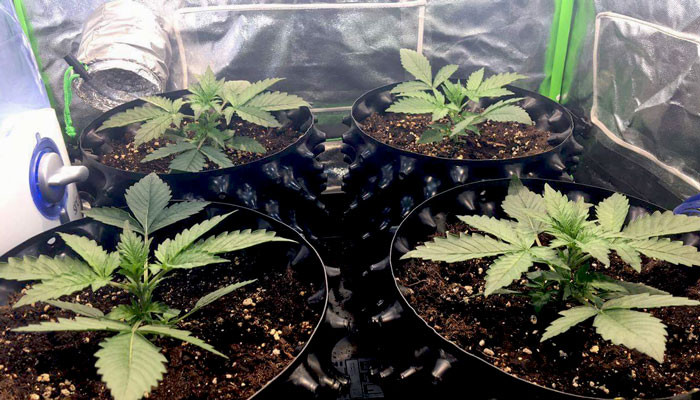 10 день выращивания Jack 47 Auto