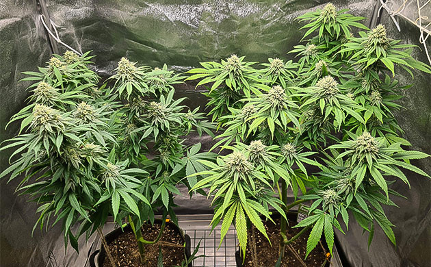 бананники на кустах Chemical Bride развитие каннабиса Chemical Bride