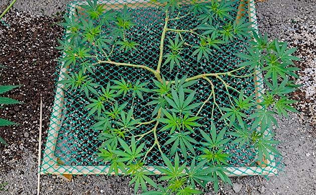 Каннабис активно растёт во время вегетации