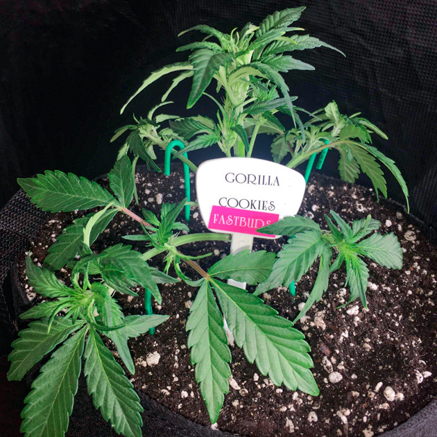 LST на третьей неделе LST на третьей неделе