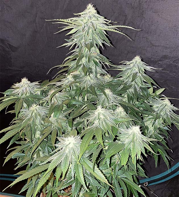 Начало цветения Gorilla Glue #4