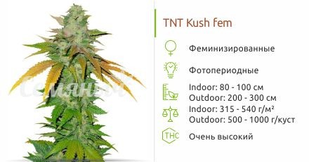 TNT Kush fem от Eva Seeds