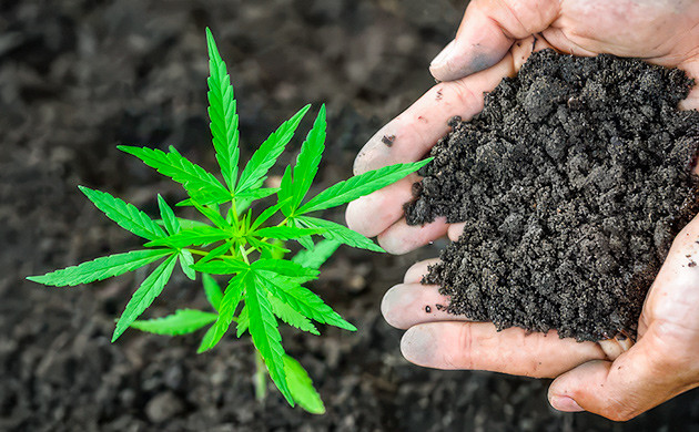 Органические удобрения для долгосрочного питания