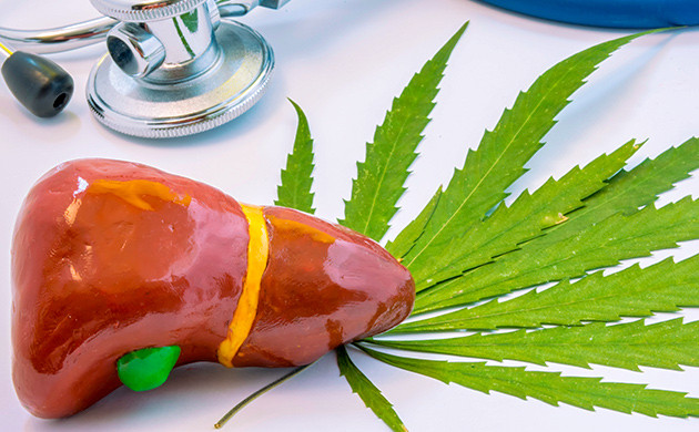 Каннабис и ферменты печени: скрытые последствия ТГК и КБД: воздействие на метаболизм печени