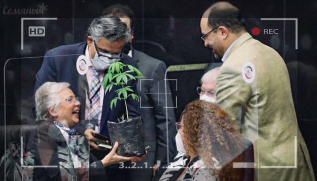 Глава МВД Мексики получила куст конопли в подарок