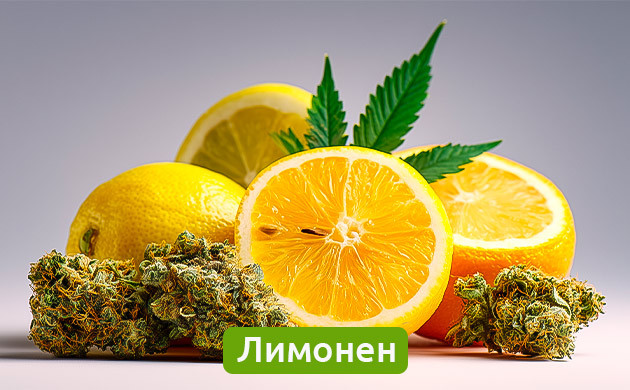 Лимонен: цитрусовый аромат и полезные свойства Терпены лимонен в цитрусовых и конопле