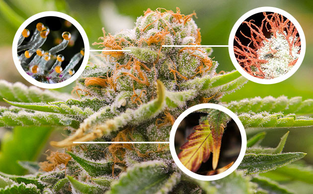 Определение зрелости соцветий Оценка состояния трихом, стигм, листьев