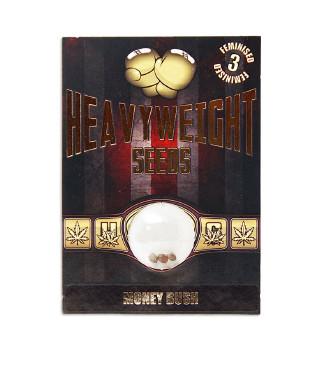 Money Bush fem (Heavyweight Seeds)