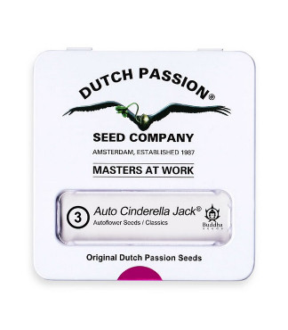 Auto Cinderella Jack fem (Dutch Passion)
