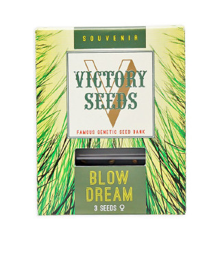 Blow Dream fem (Victory Seeds)