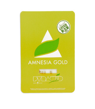 Amnesia Gold fem (Pyramid Seeds)