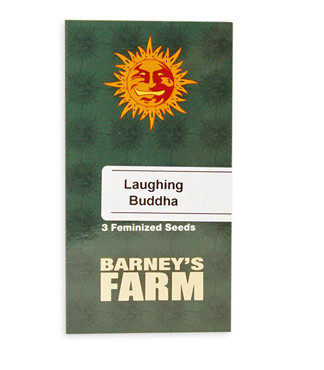 Laughing Buddha fem (Barney's Farm)