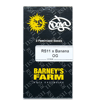 RS11 x Banana OG fem (Barney's Farm)