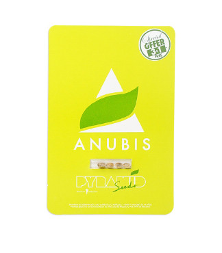 Anubis fem (Pyramid Seeds)