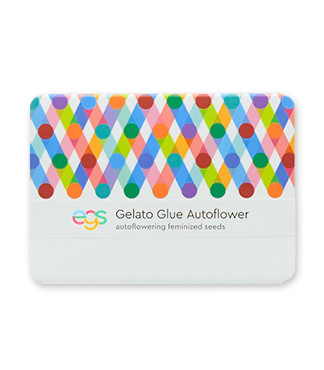 Gelato Glue Autoflower fem (Easy Grow Seeds)