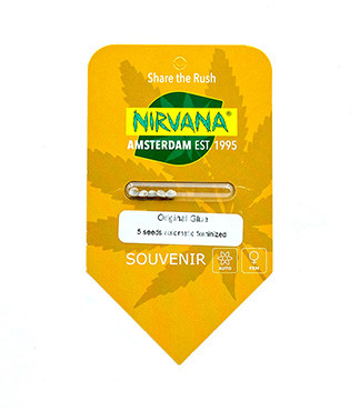 Original Glue Auto fem (Nirvana Seeds)