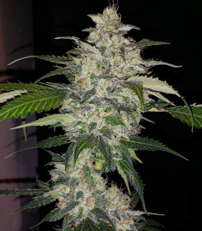 Семена сорта Auto Anubis fem (Pyramid Seeds)