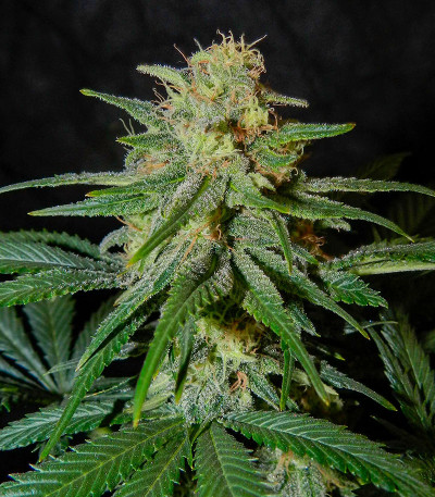 Семена сорта Black Muffin F1 Fast Version fem (Sweet Seeds)