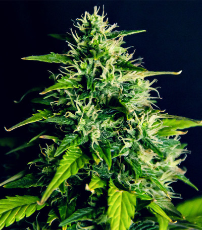 Семена сорта DC Cure 1:1 Auto CBD fem (Doctor’s Choice)