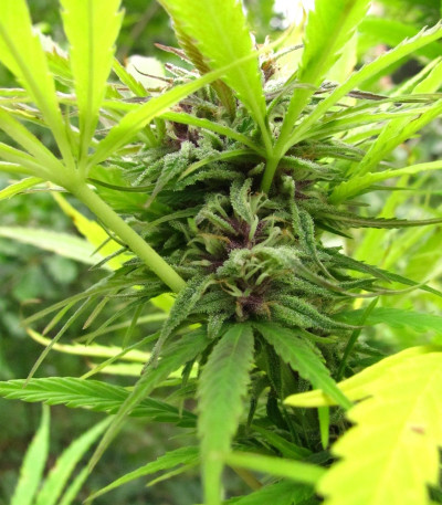 Семена сорта Purple Maroc fem (Female Seeds)