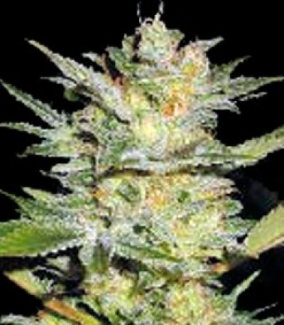 Семена сорта Timanfaya Auto fem (VIP seeds)