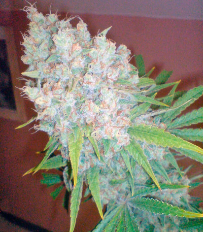 Семена сорта Galaxy fem (Pyramid Seeds)