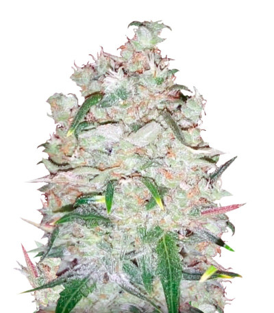 Семена сорта Bulk Smash Auto fem (Dr. Krippling Seeds)