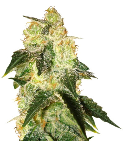 Семена сорта Pakistan Ryder Auto fem (World of Seeds)