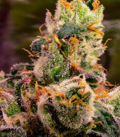 Семена сорта RudeBoi OG F1 fem (Seedkeepers)