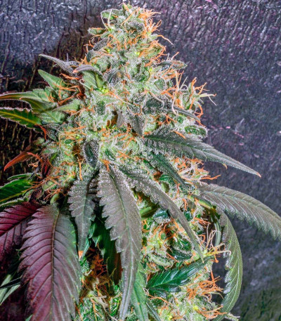 Семена сорта Sweet Tooth #1 fem (Barney's Farm)