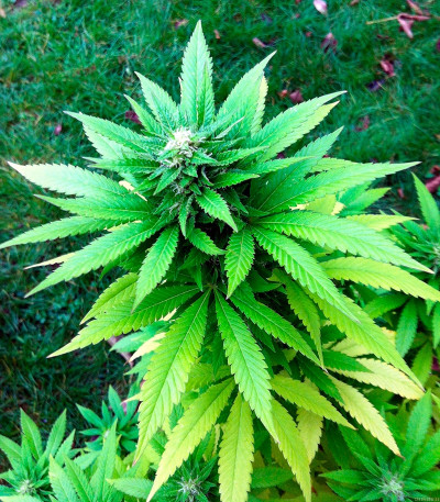 Семена сорта Veneno fem