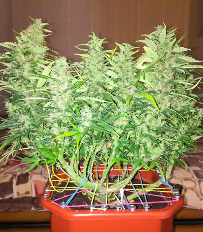 Семена сорта Bruce Banner Auto fem (Семяныч)
