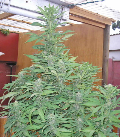 Семена сорта White Widow fem (Семяныч)