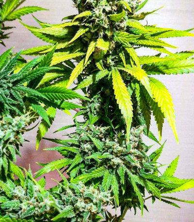 Семена сорта Jägg Kush fem (Delicious Seeds)