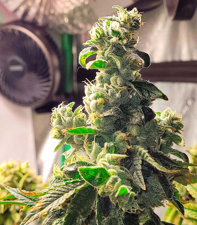 Семена сорта Jungle Breath fem (7CH American)