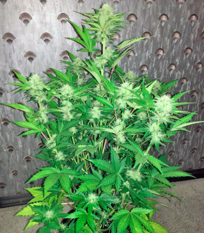 Семена сорта Kalashnikova Auto fem