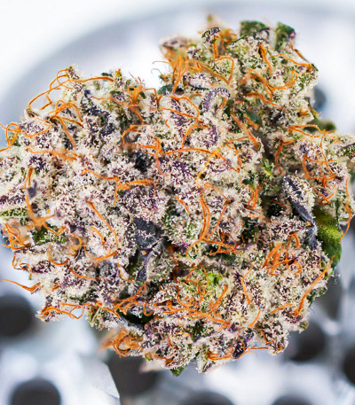 Семена сорта Auto Mimosa Punch fem (Dutch Passion)