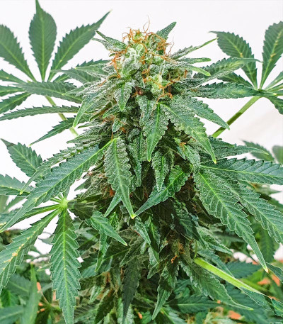 Семена сорта Bruce Banner #3 fem (Herbies Seeds)