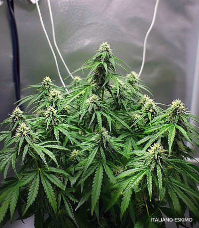 Семена сорта Gelato Auto fem (Семяныч)