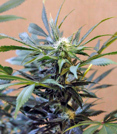 Семена сорта Karibeña (Karibbean Mango) fem