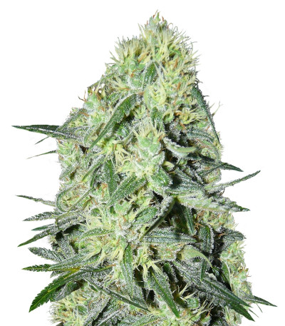 Семена сорта SexBud fem (Female Seeds)