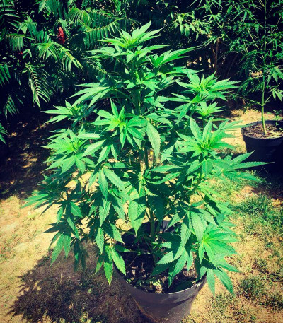 Семена сорта Sumo's OG Kush fem (Sumo Seeds)