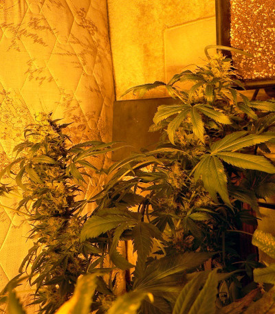 Семена сорта Double White fem (Sweet Seeds)