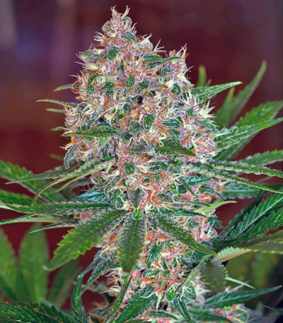 Семена сорта Sweet Special F1 Fast Version fem (Sweet Seeds)
