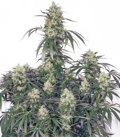 Сорт марихуаны The Ultimate