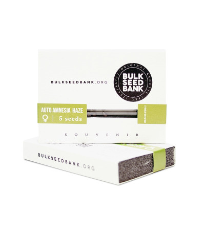 Семена сорта Auto Amnezia Haze fem (Bulk Seed Bank)