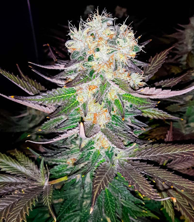 Семена сорта Jealousy fem (7CH American)