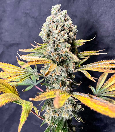 Семена сорта Runtz fem (Barney's Farm)