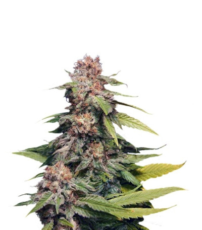 Семена сорта Kannabia Special (Big Bull) fem